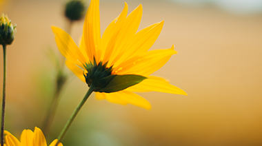 yellow flowers